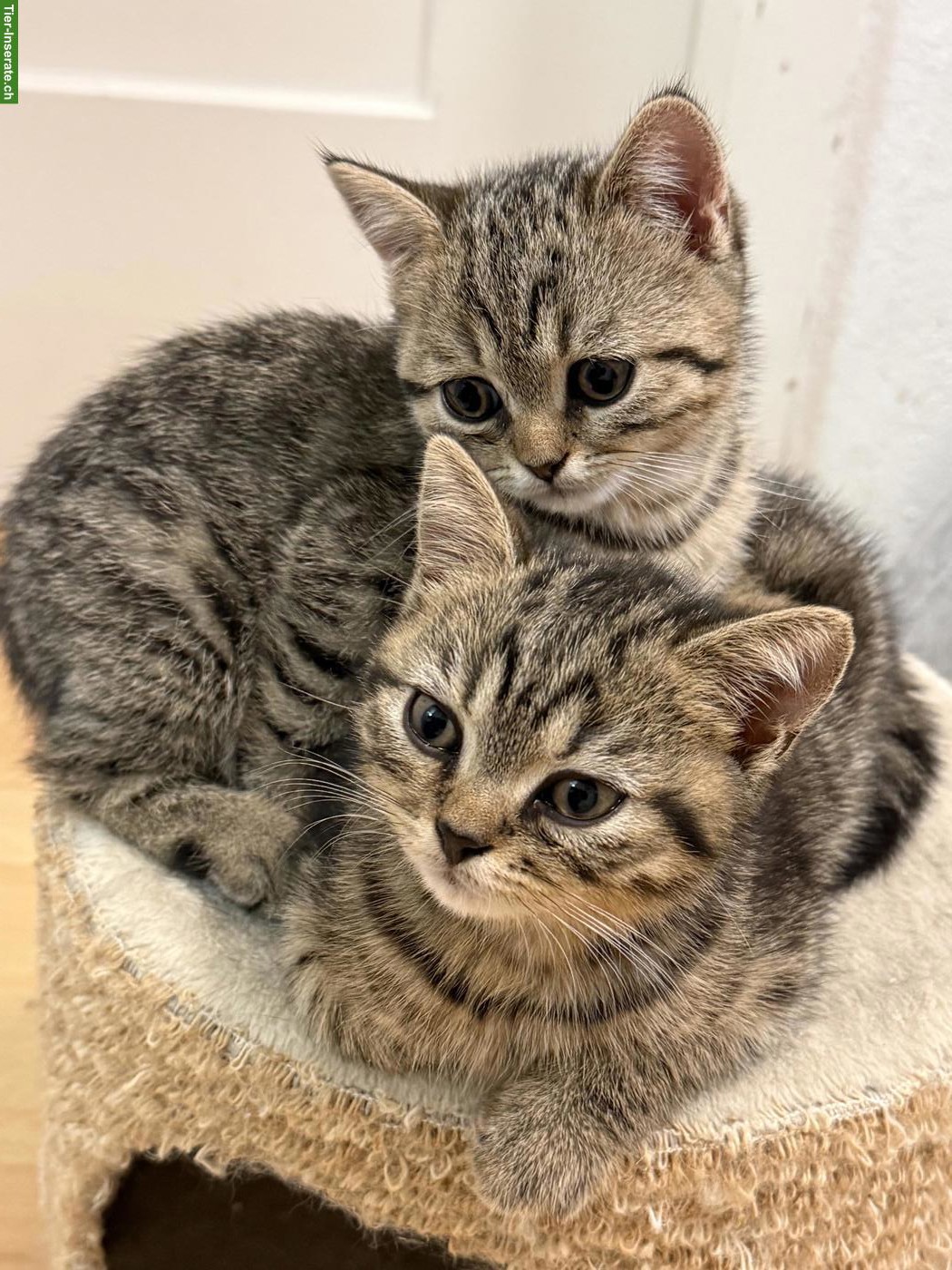Bild 4: Wunderschönes BKH-Kitten, Katerli