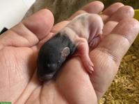 4 süsse Rattenbabys (Weibchen) zu vergeben
