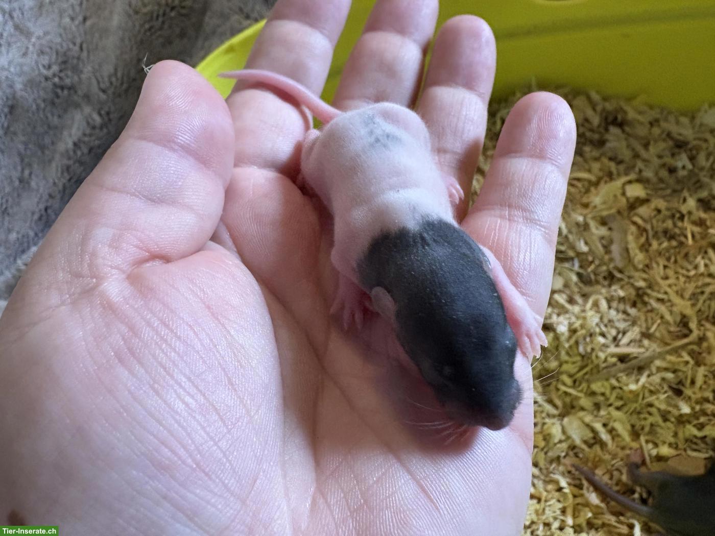 Bild 2: 4 süsse Rattenbabys (Weibchen) zu vergeben