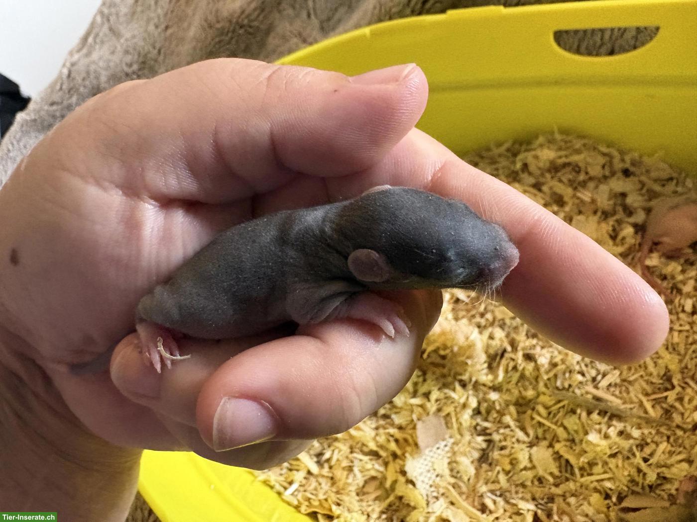 Bild 3: 4 süsse Rattenbabys (Weibchen) zu vergeben