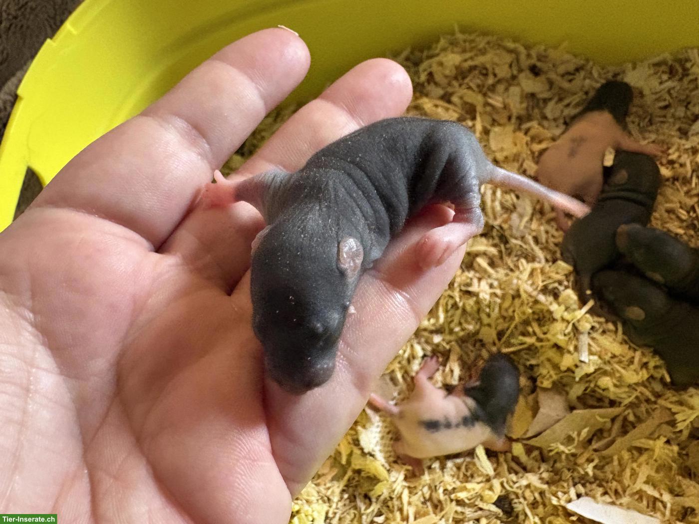Bild 4: 4 süsse Rattenbabys (Weibchen) zu vergeben