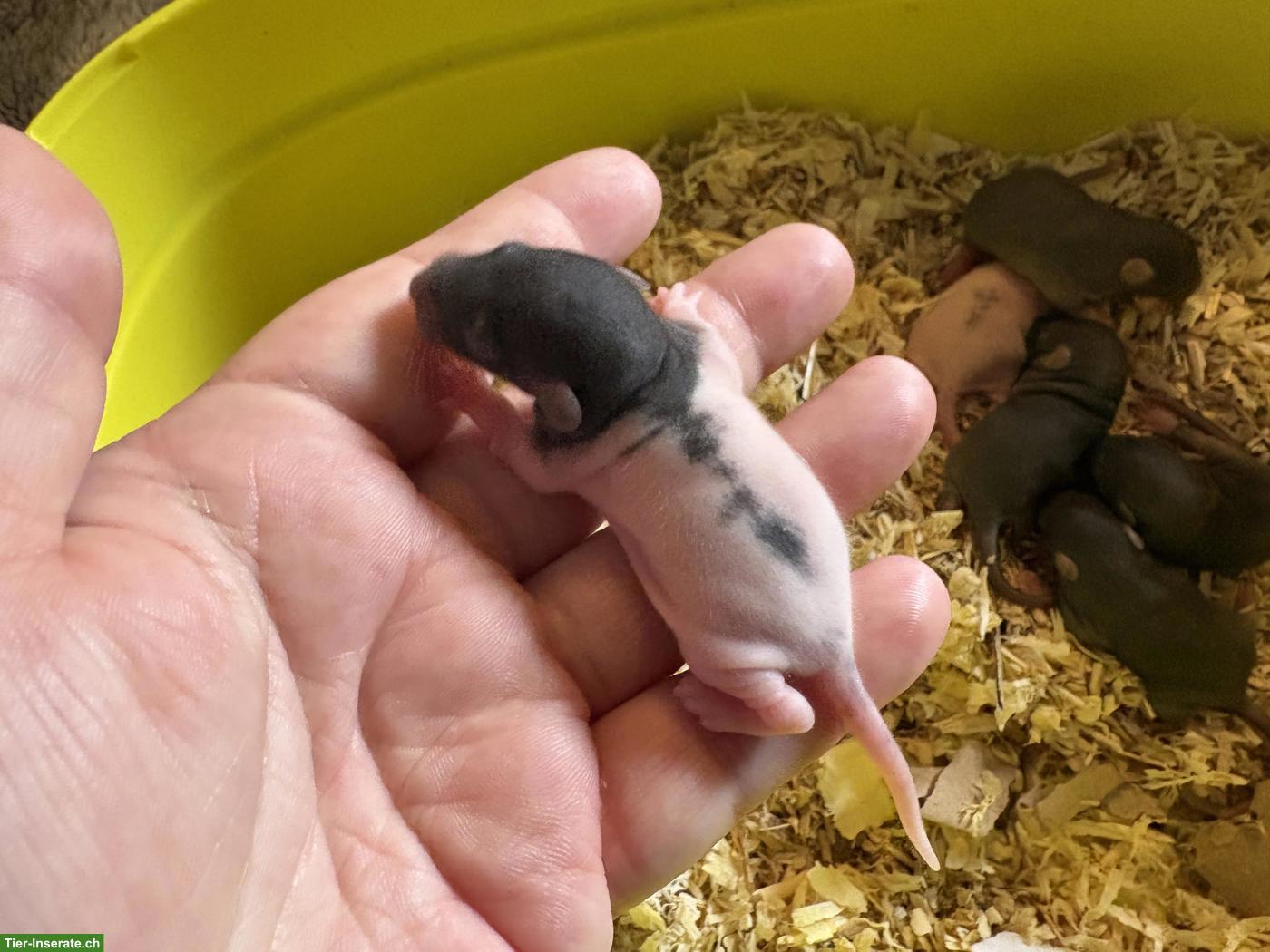 Bild 5: 4 süsse Rattenbabys (Weibchen) zu vergeben