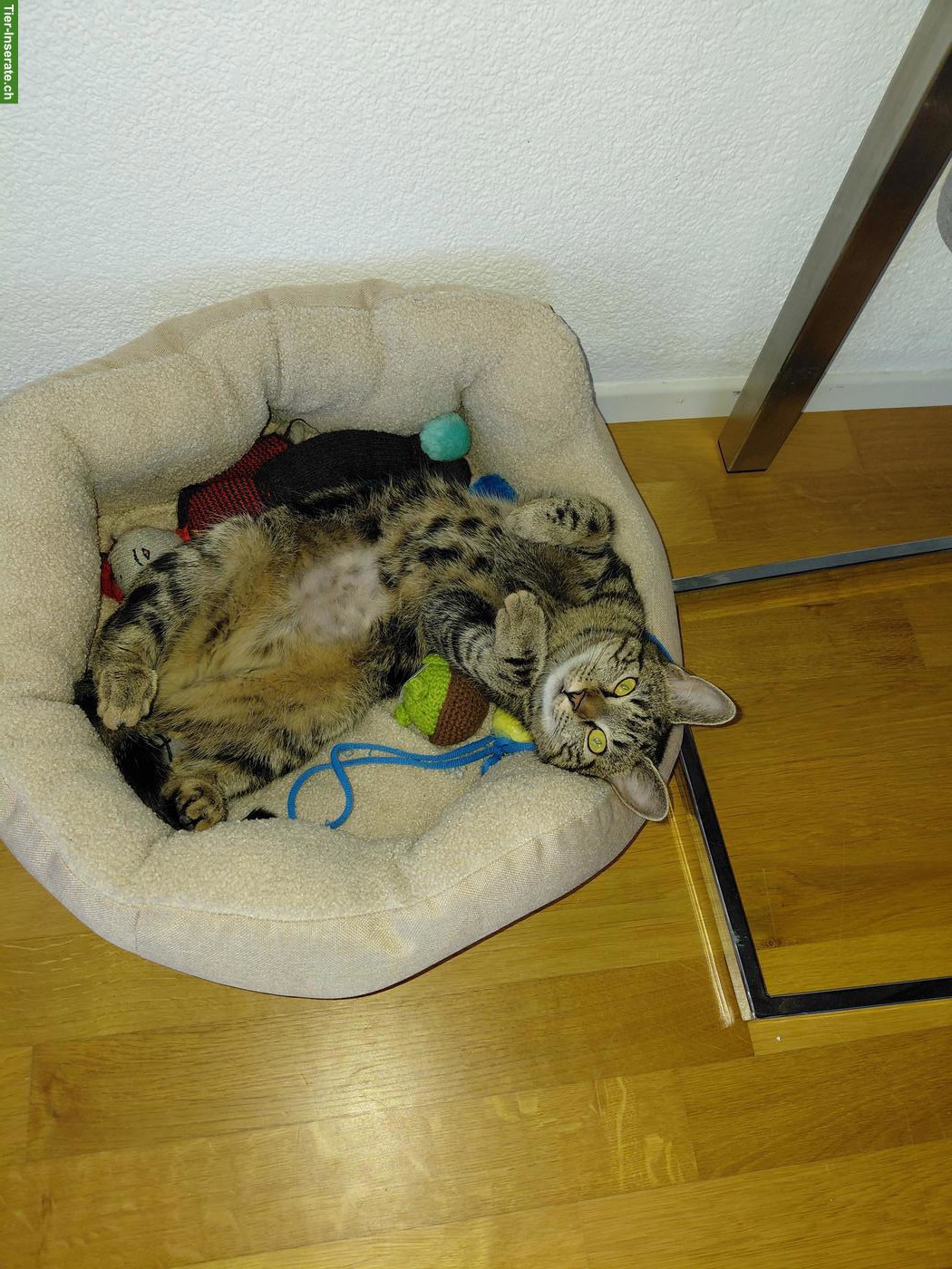 Katzen (weiblich) sucht Zuhause mit Auslauf