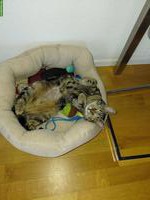Katzen (weiblich) sucht Zuhause mit Auslauf