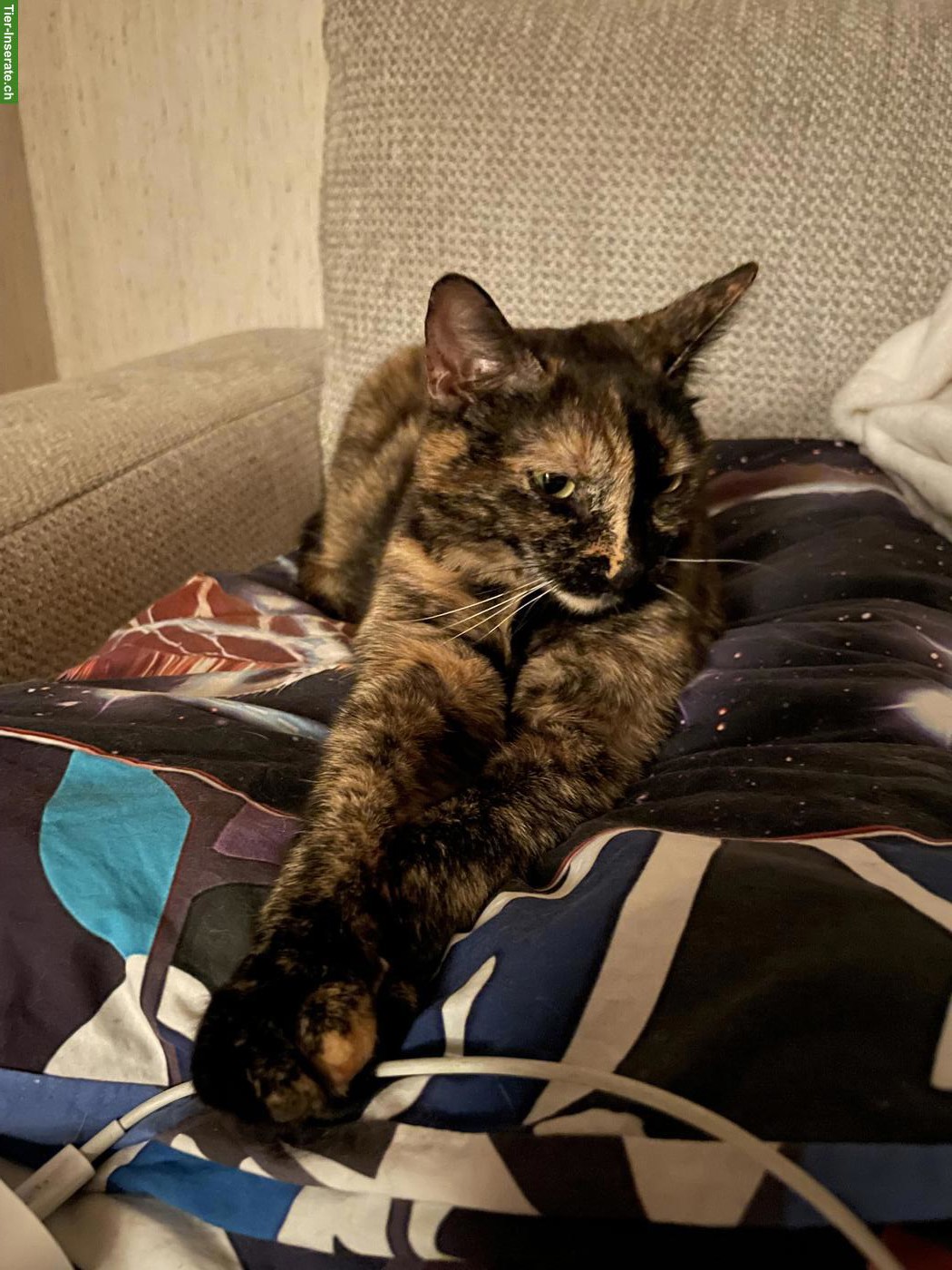Katzengeschwister Mädchen suchen liebevolles Zuhause