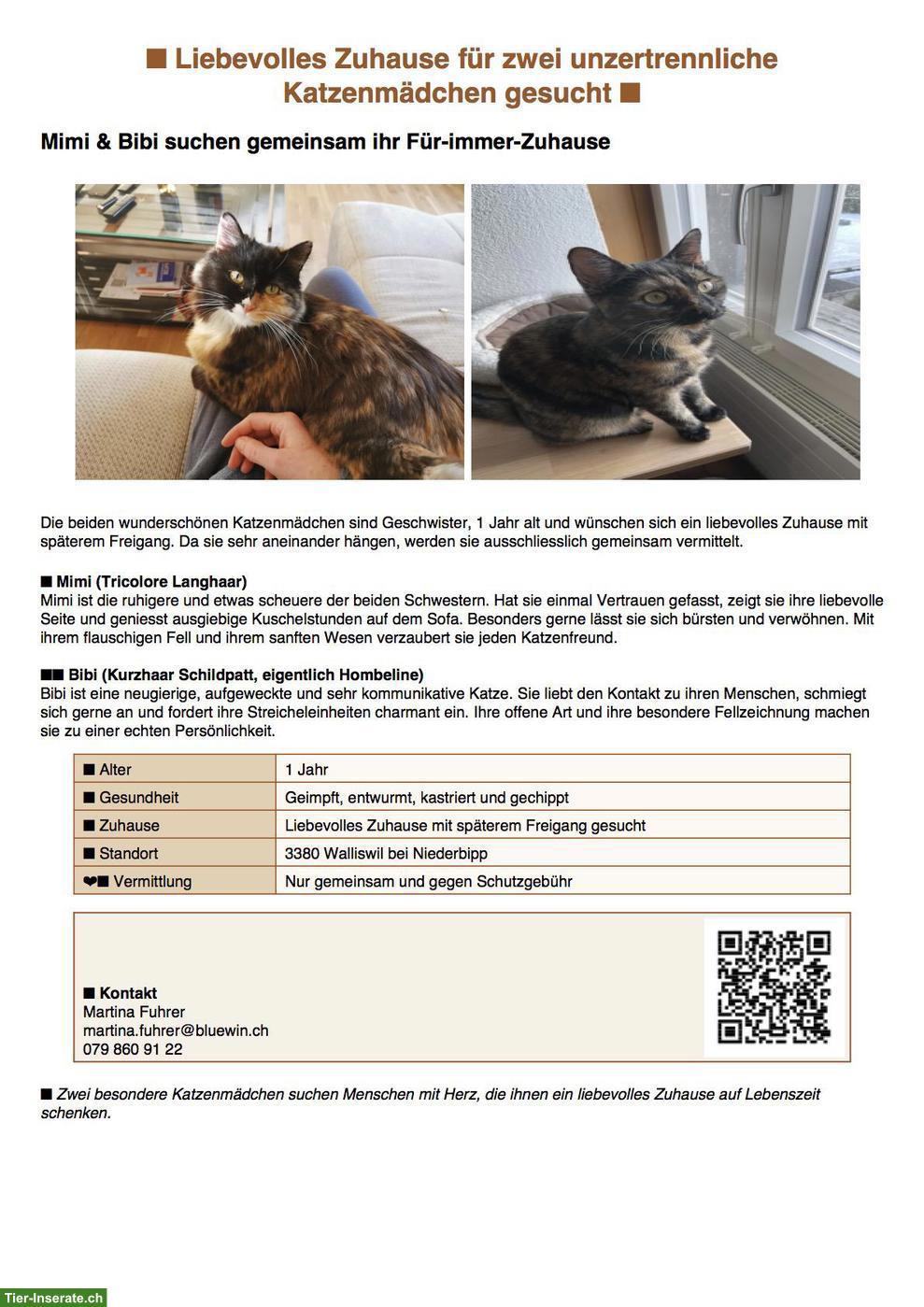 Bild 2: Katzengeschwister Mädchen suchen liebevolles Zuhause