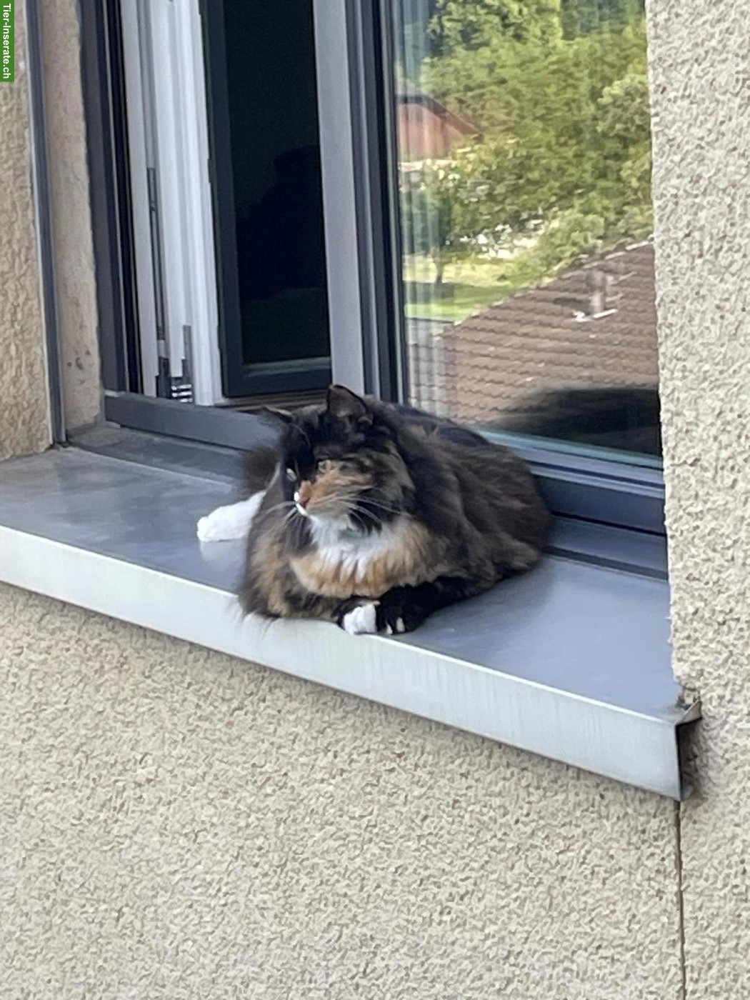 Bild 3: Katzengeschwister Mädchen suchen liebevolles Zuhause