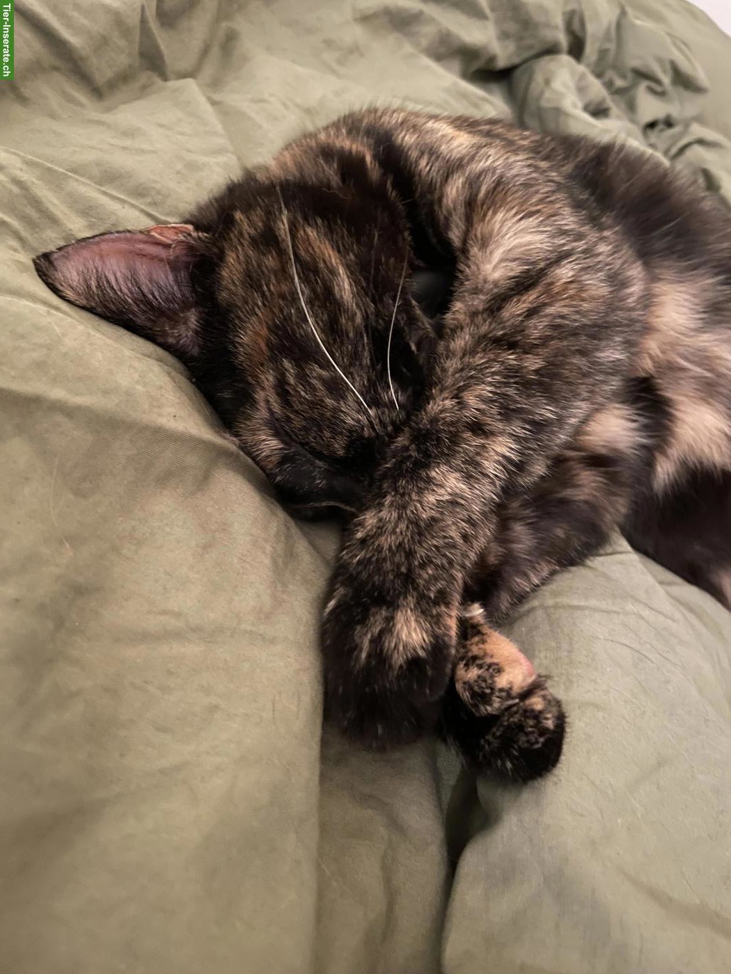Bild 4: Katzengeschwister Mädchen suchen liebevolles Zuhause
