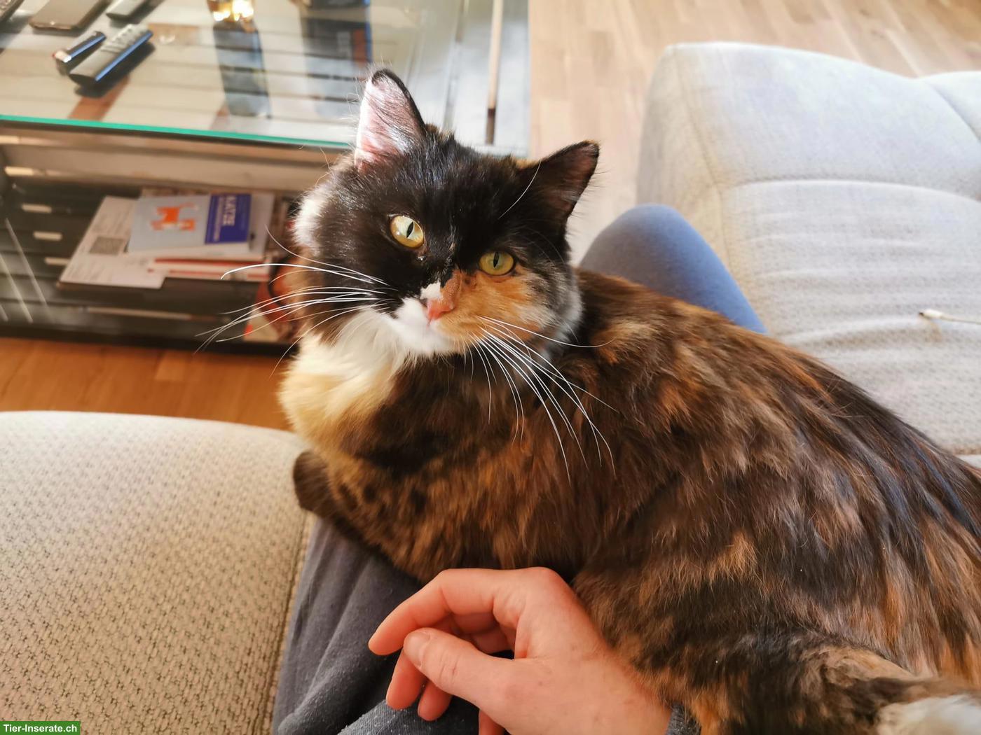 Bild 5: Katzengeschwister Mädchen suchen liebevolles Zuhause