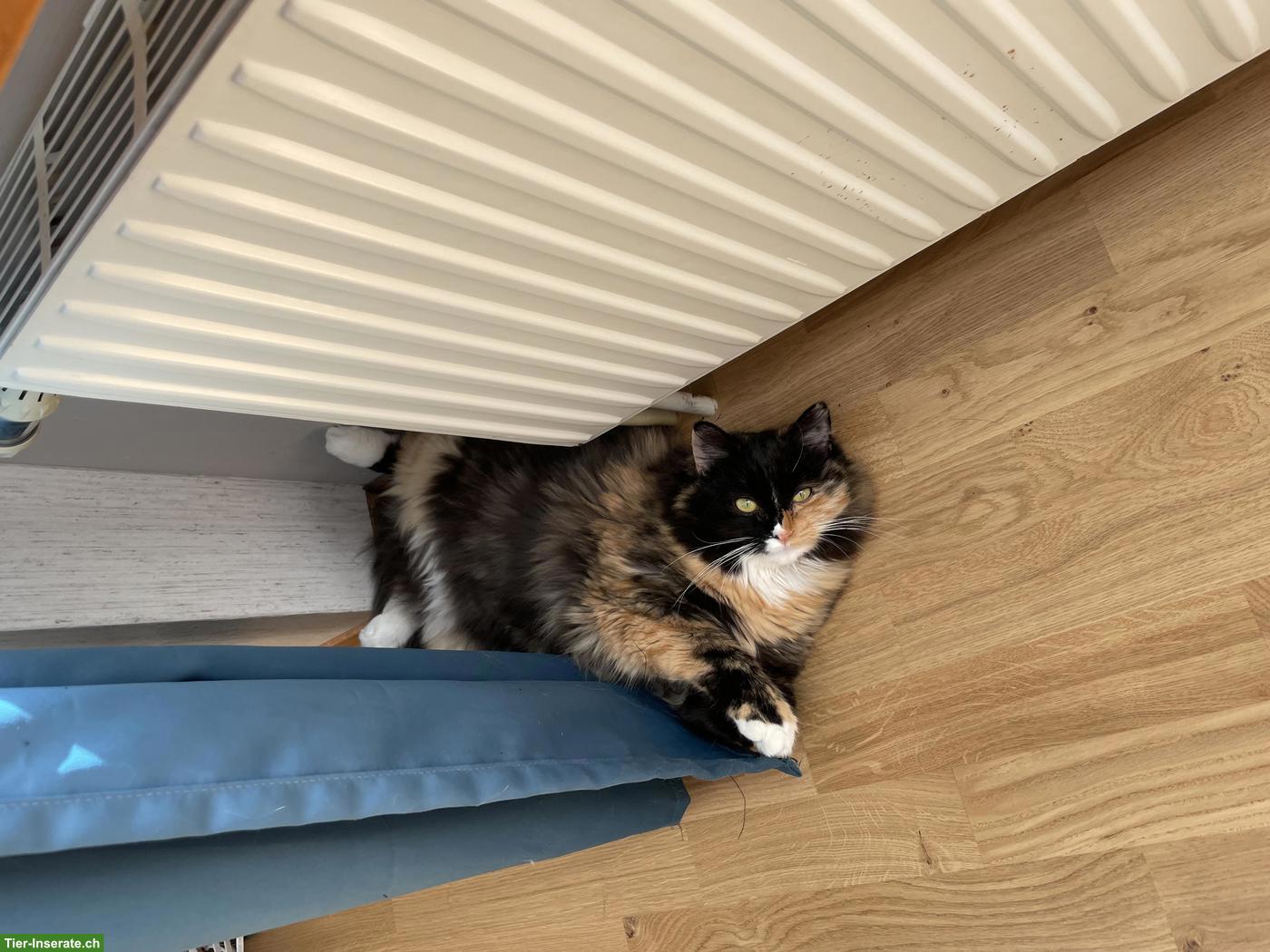 Bild 6: Katzengeschwister Mädchen suchen liebevolles Zuhause