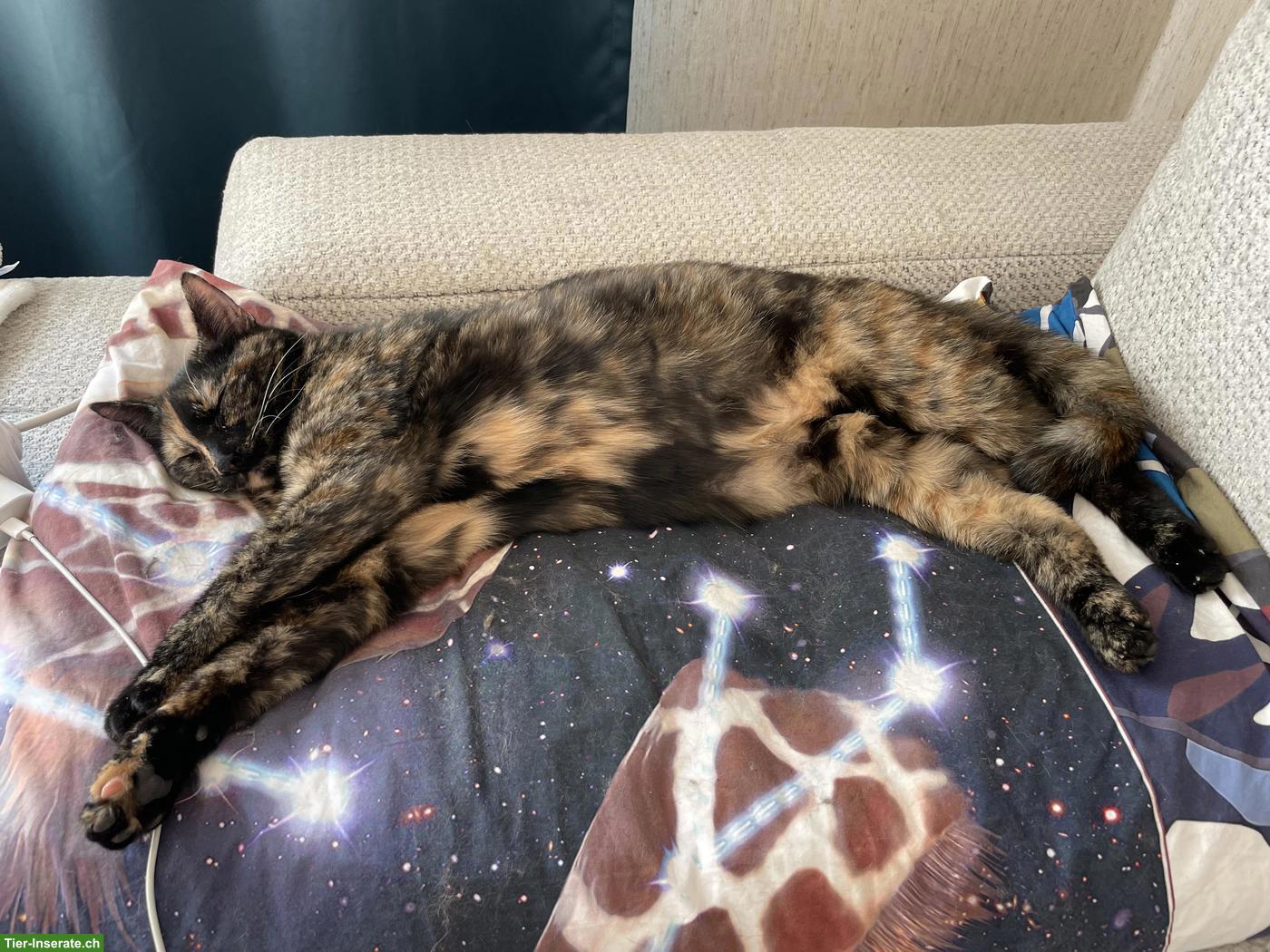 Bild 7: Katzengeschwister Mädchen suchen liebevolles Zuhause