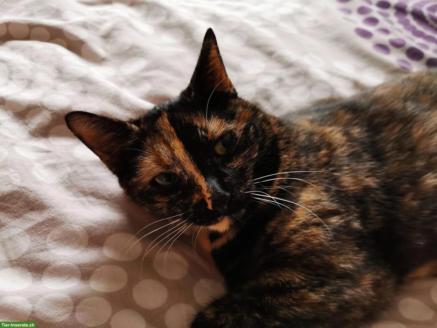 Bild 8: Katzengeschwister Mädchen suchen liebevolles Zuhause