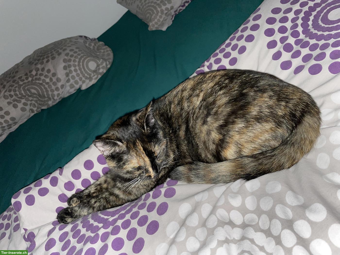 Bild 9: Katzengeschwister Mädchen suchen liebevolles Zuhause