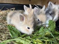 Junge Löwenkopf Zwergkaninchen zu verkaufen