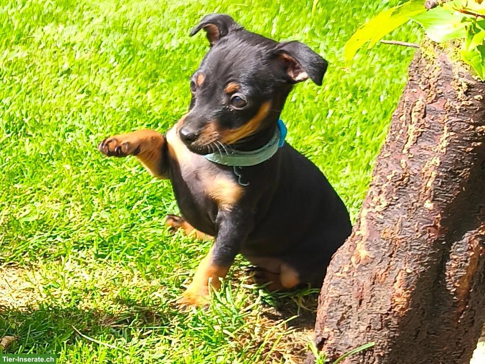 Zwergpinscher Hündin Sayuri möchte dich auf diesem Weg finden