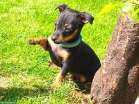 Zwergpinscher Hündin Sayuri möchte dich auf diesem Weg finden