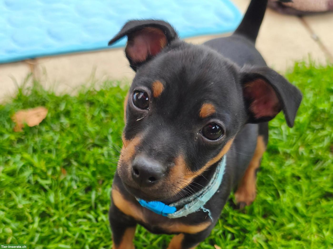 Bild 2: Zwergpinscher Hündin Sayuri möchte dich auf diesem Weg finden