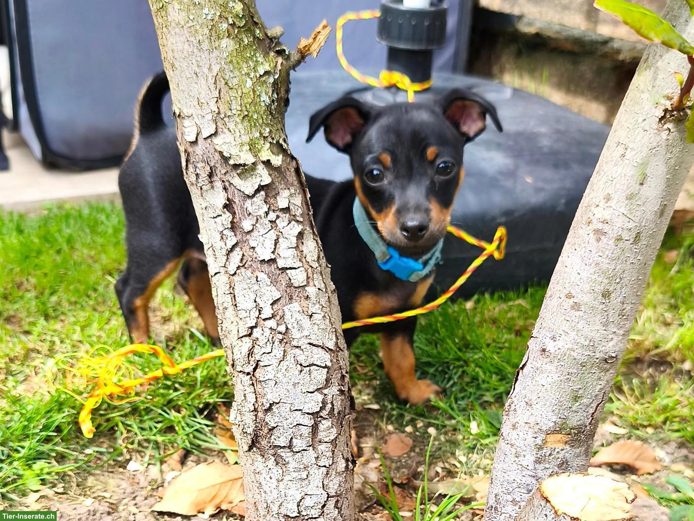 Bild 3: Zwergpinscher Hündin Sayuri möchte dich auf diesem Weg finden