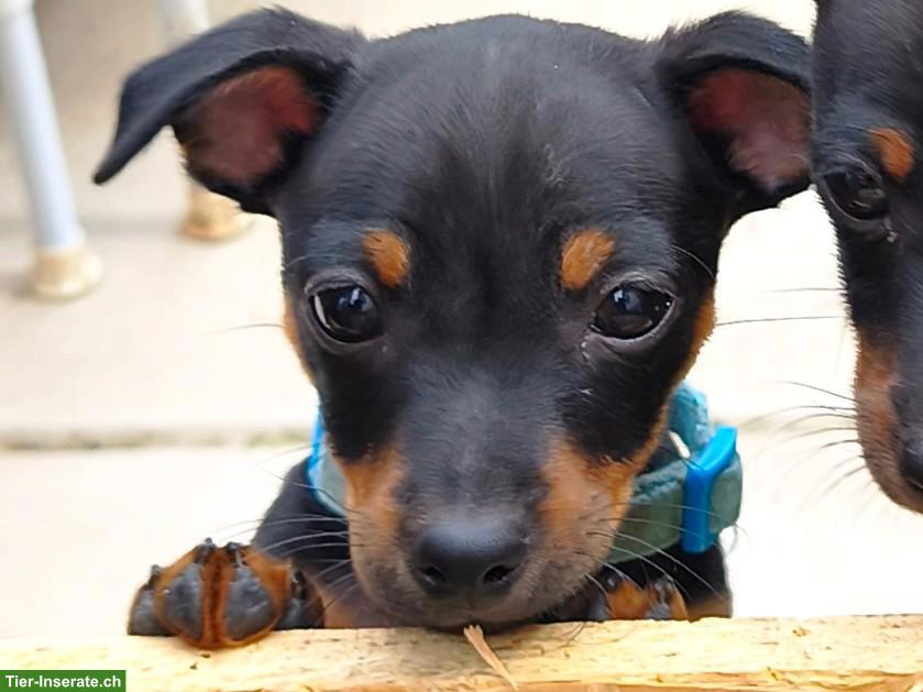 Bild 4: Zwergpinscher Hündin Sayuri möchte dich auf diesem Weg finden