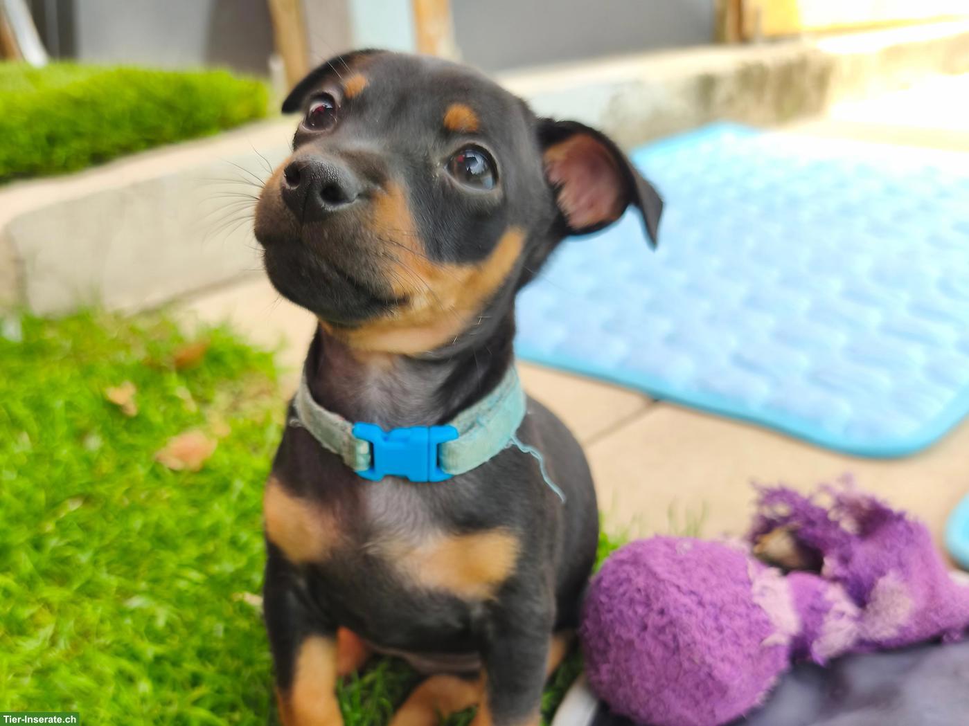 Bild 5: Zwergpinscher Hündin Sayuri möchte dich auf diesem Weg finden