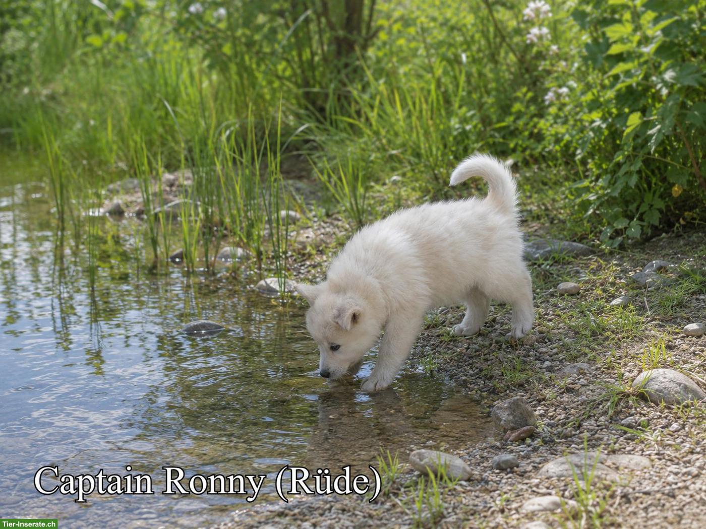 Wolfsschäferhund Welpen (Sandros Leisha Dog)