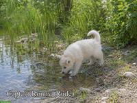 Wolfsschäferhund Welpen (Sandros Leisha Dog)