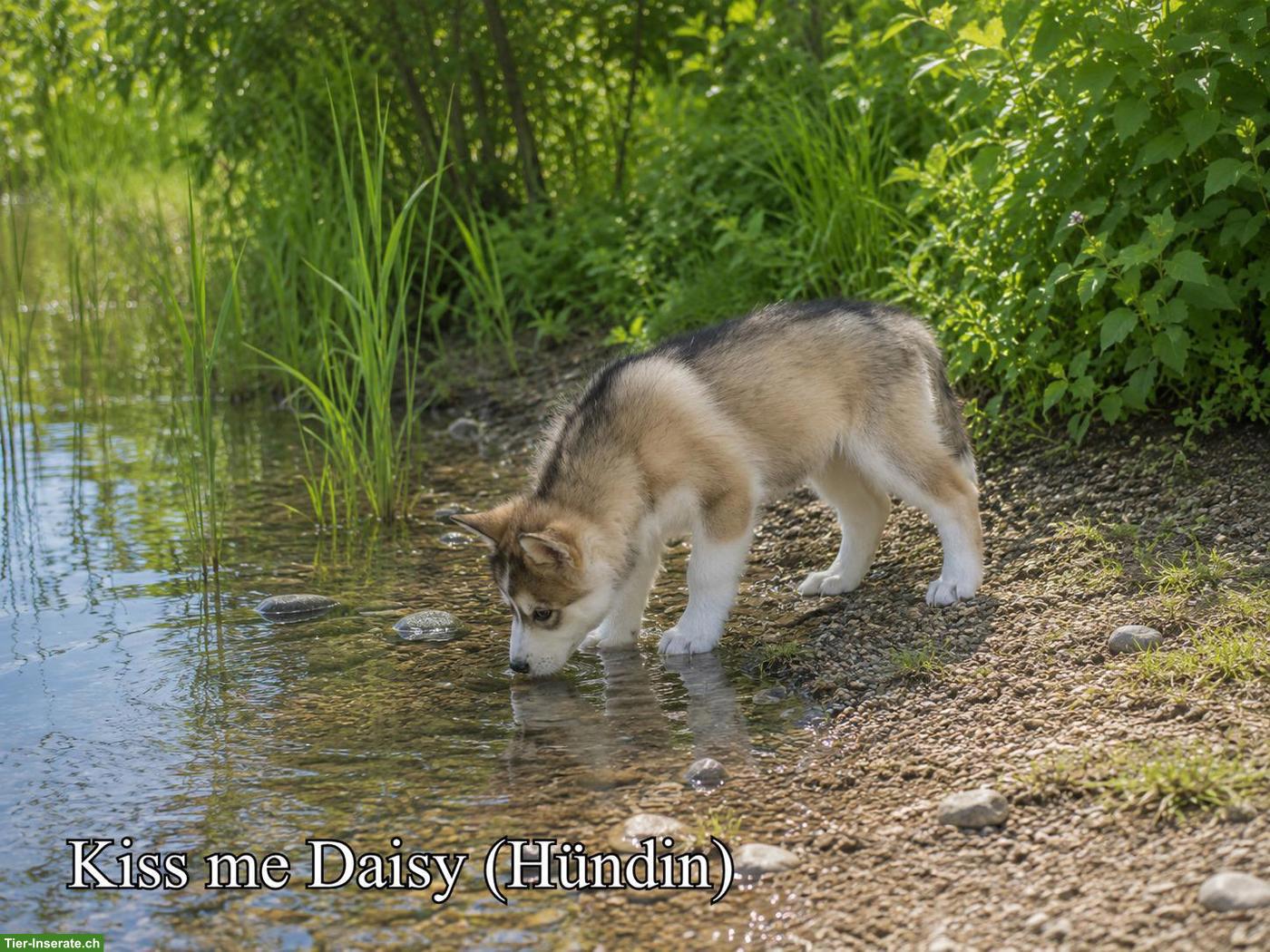 Bild 2: Wolfsschäferhund Welpen (Sandros Leisha Dog)