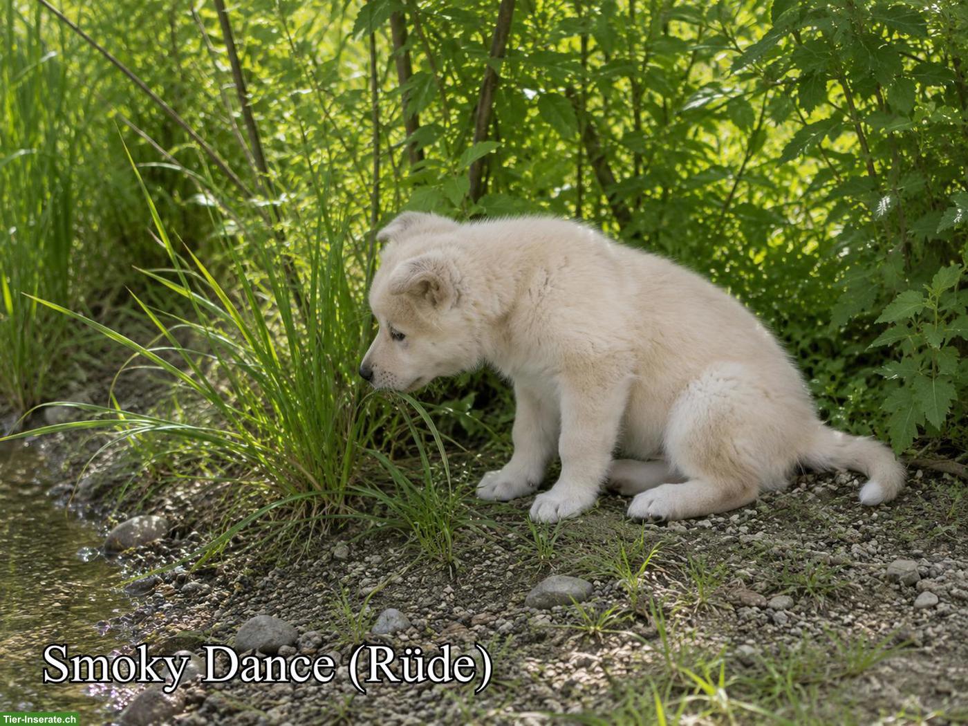 Bild 3: Wolfsschäferhund Welpen (Sandros Leisha Dog)
