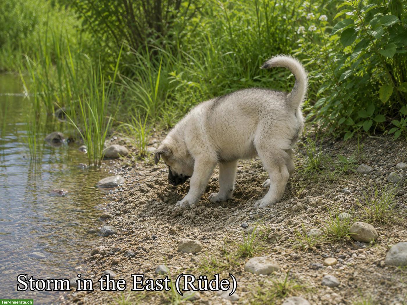 Bild 4: Wolfsschäferhund Welpen (Sandros Leisha Dog)