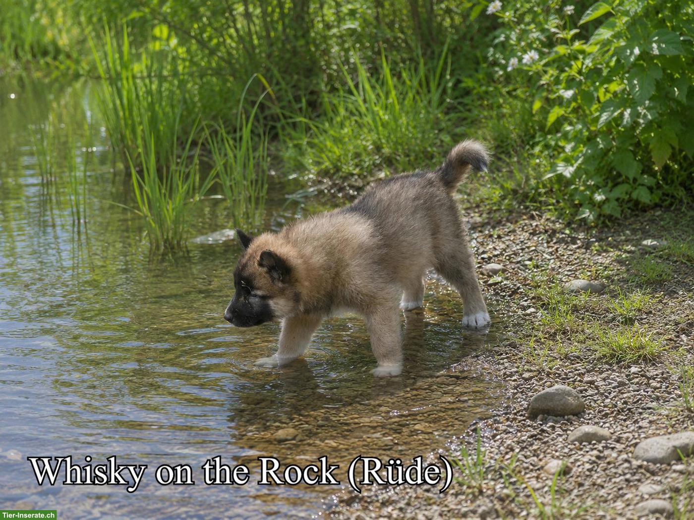 Bild 5: Wolfsschäferhund Welpen (Sandros Leisha Dog)