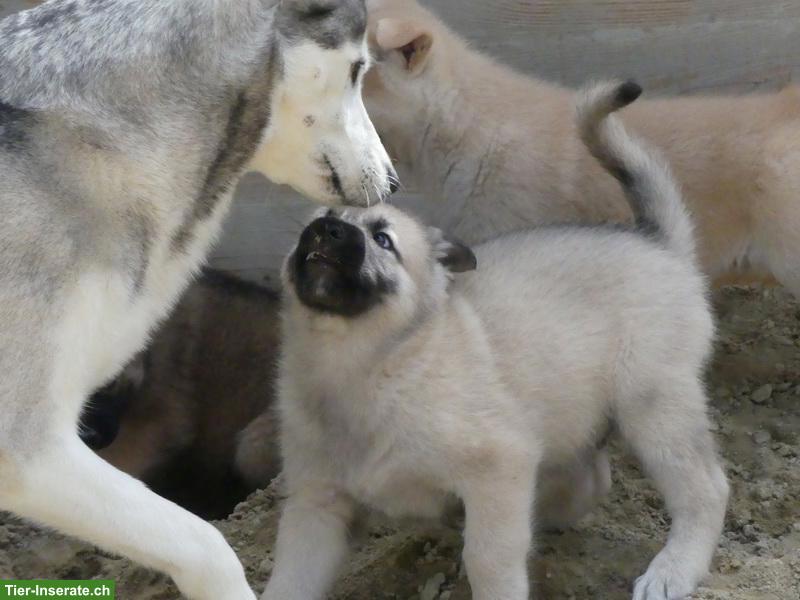 Bild 6: Wolfsschäferhund Welpen (Sandros Leisha Dog)