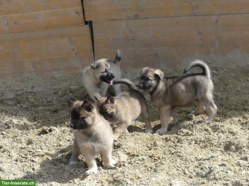 Bild 7: Wolfsschäferhund Welpen (Sandros Leisha Dog)