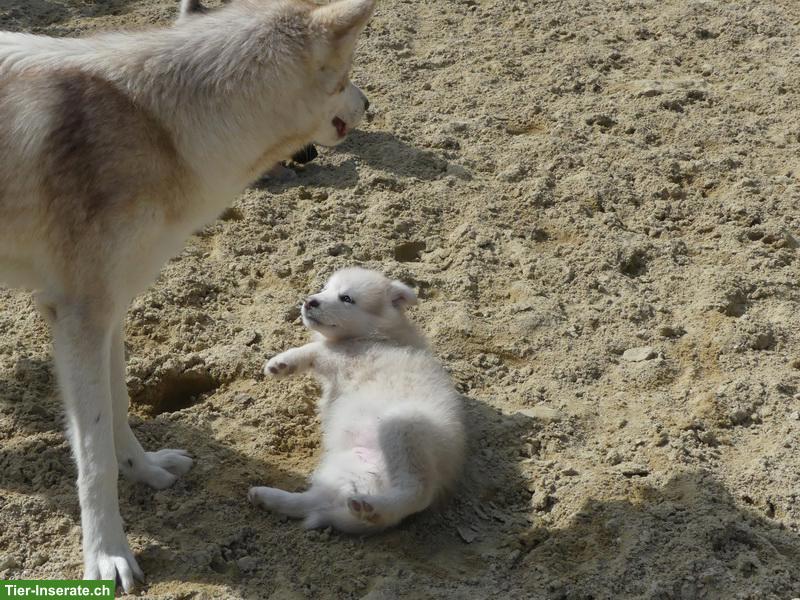 Bild 8: Wolfsschäferhund Welpen (Sandros Leisha Dog)