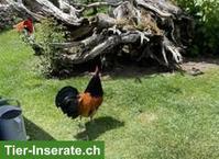 Junger Vorwerk Hahn