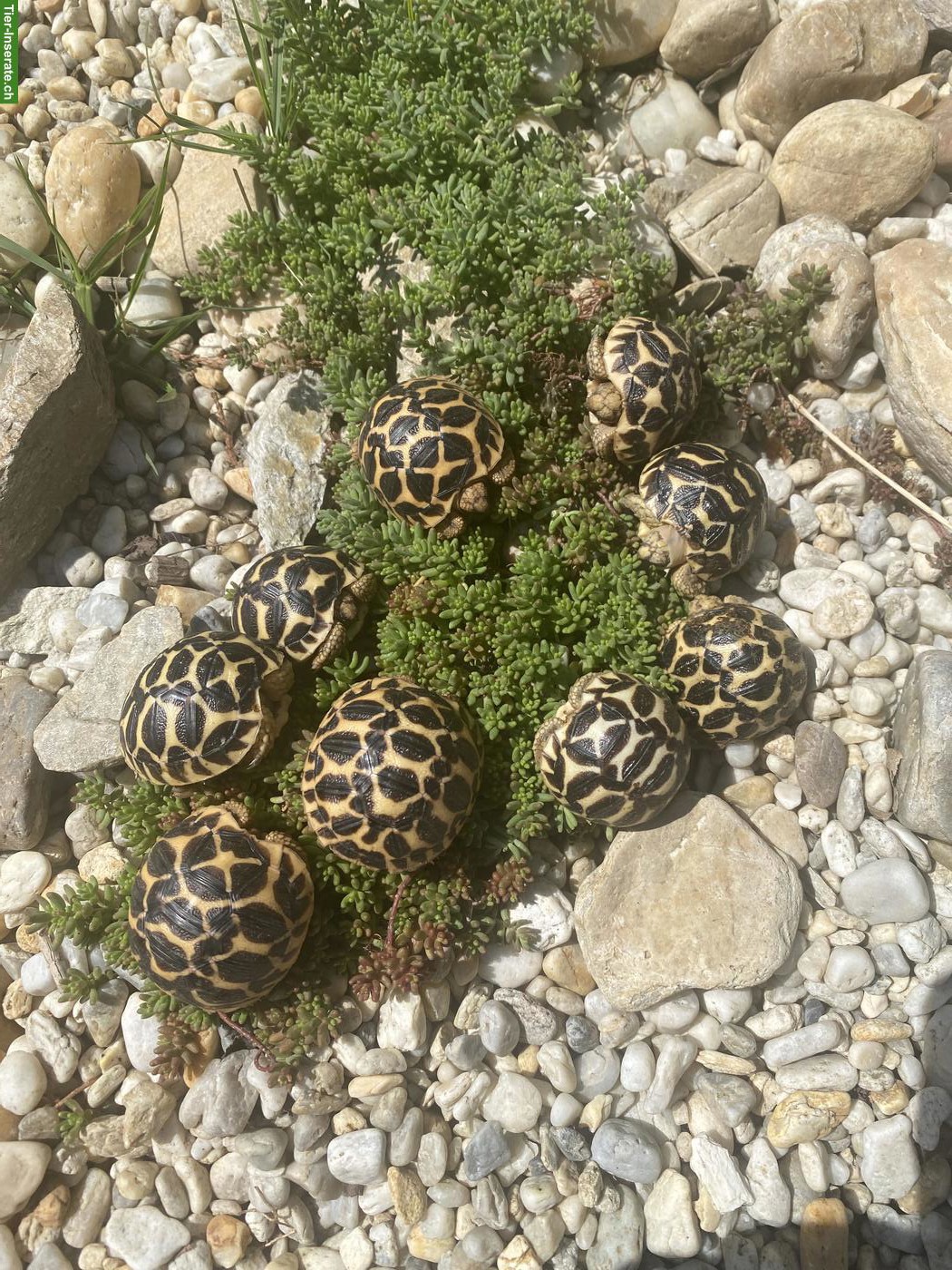 Südindische Sternschildkröte (Geochelone elegans)