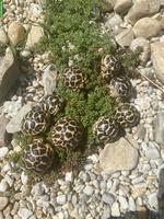 Südindische Sternschildkröte (Geochelone elegans)