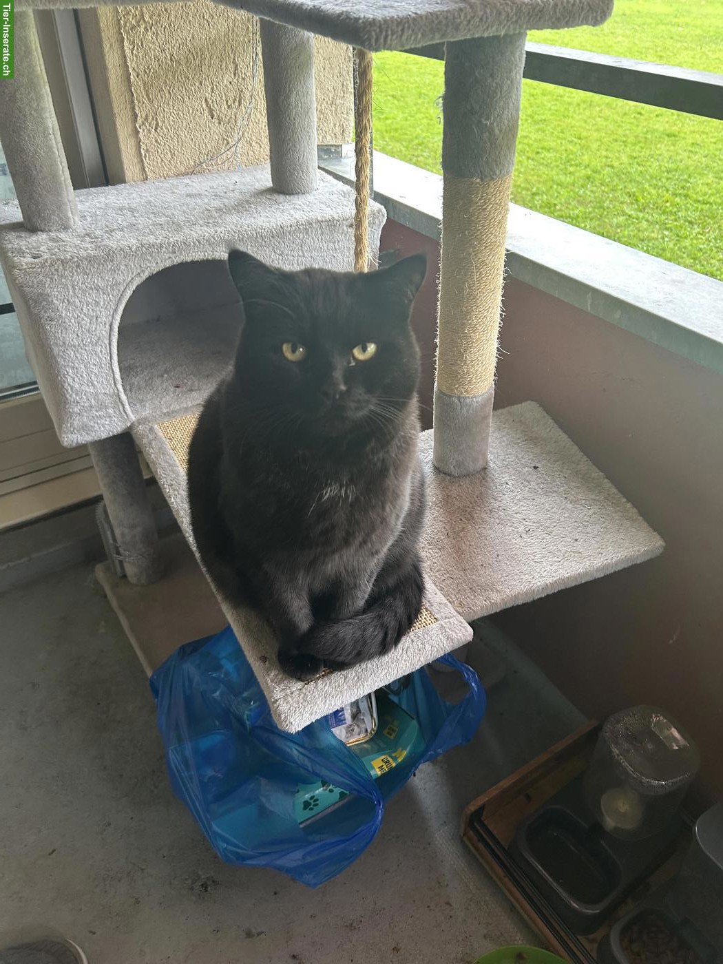 Lieber Senior-Kater sucht ein Zuhause