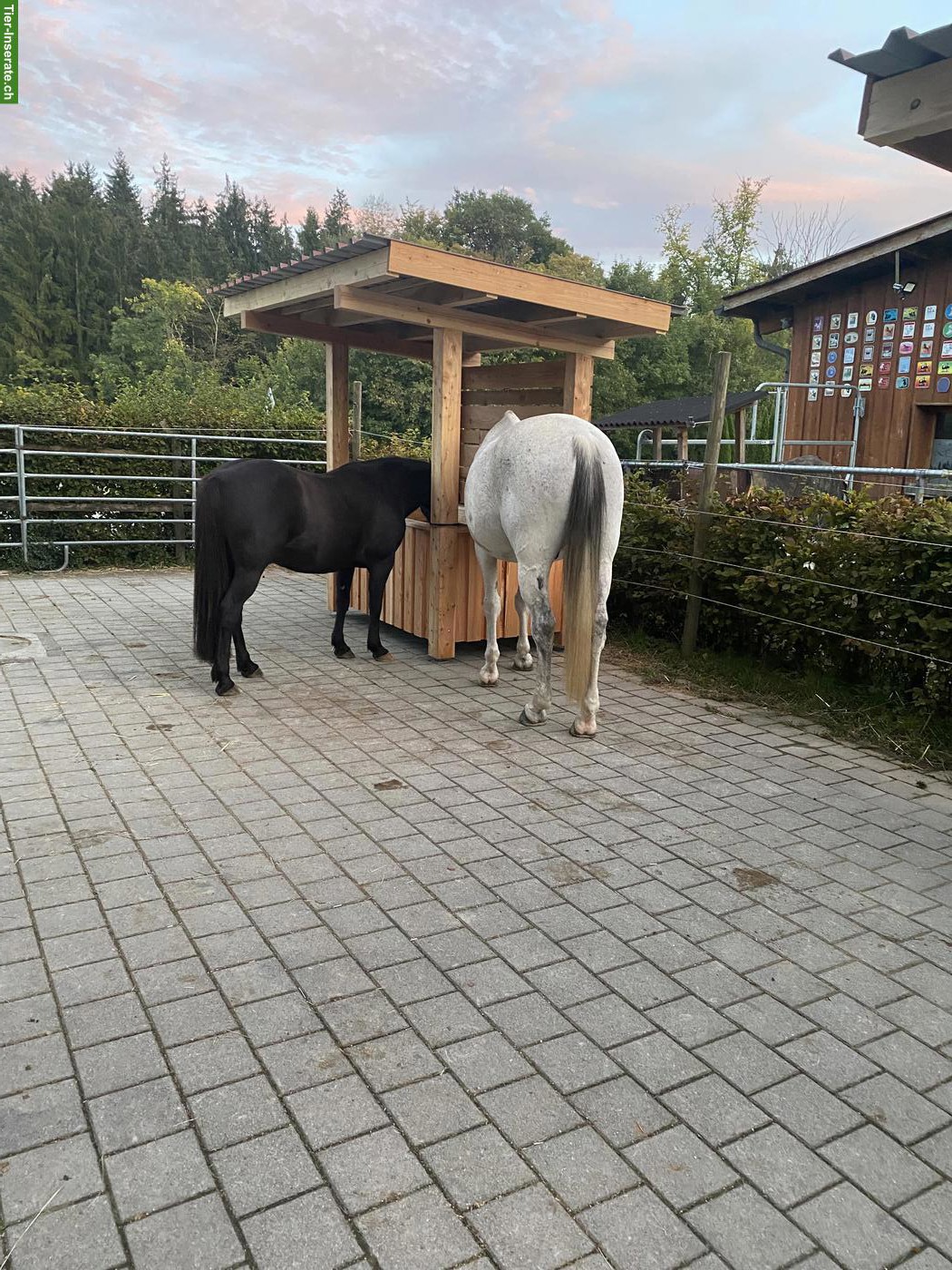 Offenstallplatz frei für Wallach in Hörhausen TG