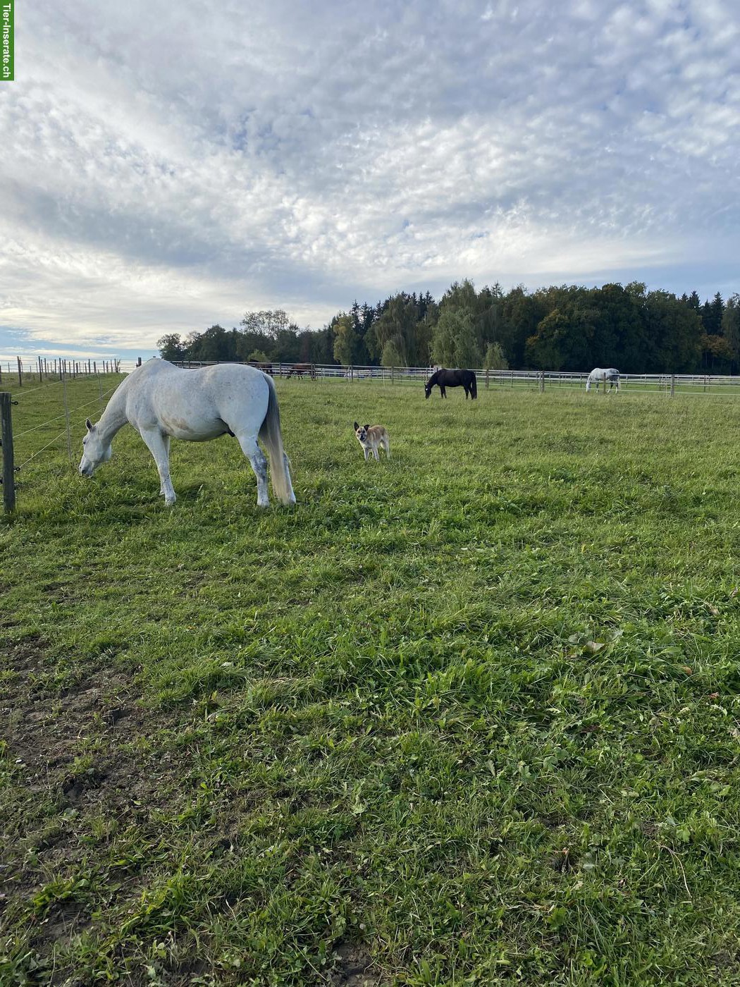 Bild 2: Offenstallplatz frei für Wallach in Hörhausen TG