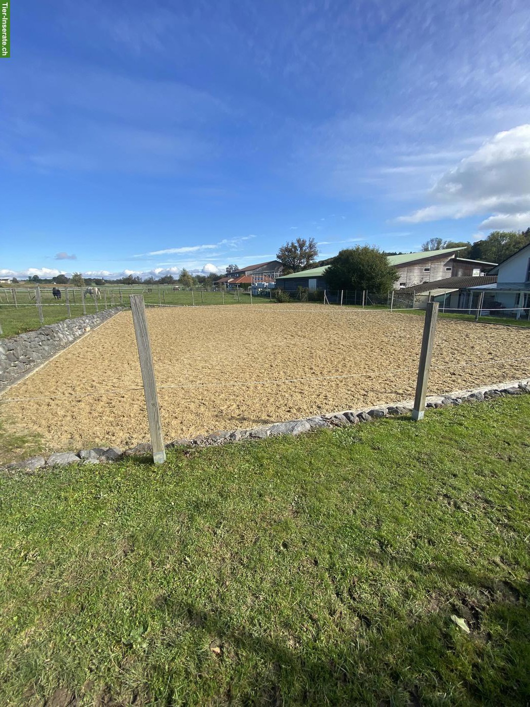 Bild 4: Offenstallplatz frei für Wallach in Hörhausen TG