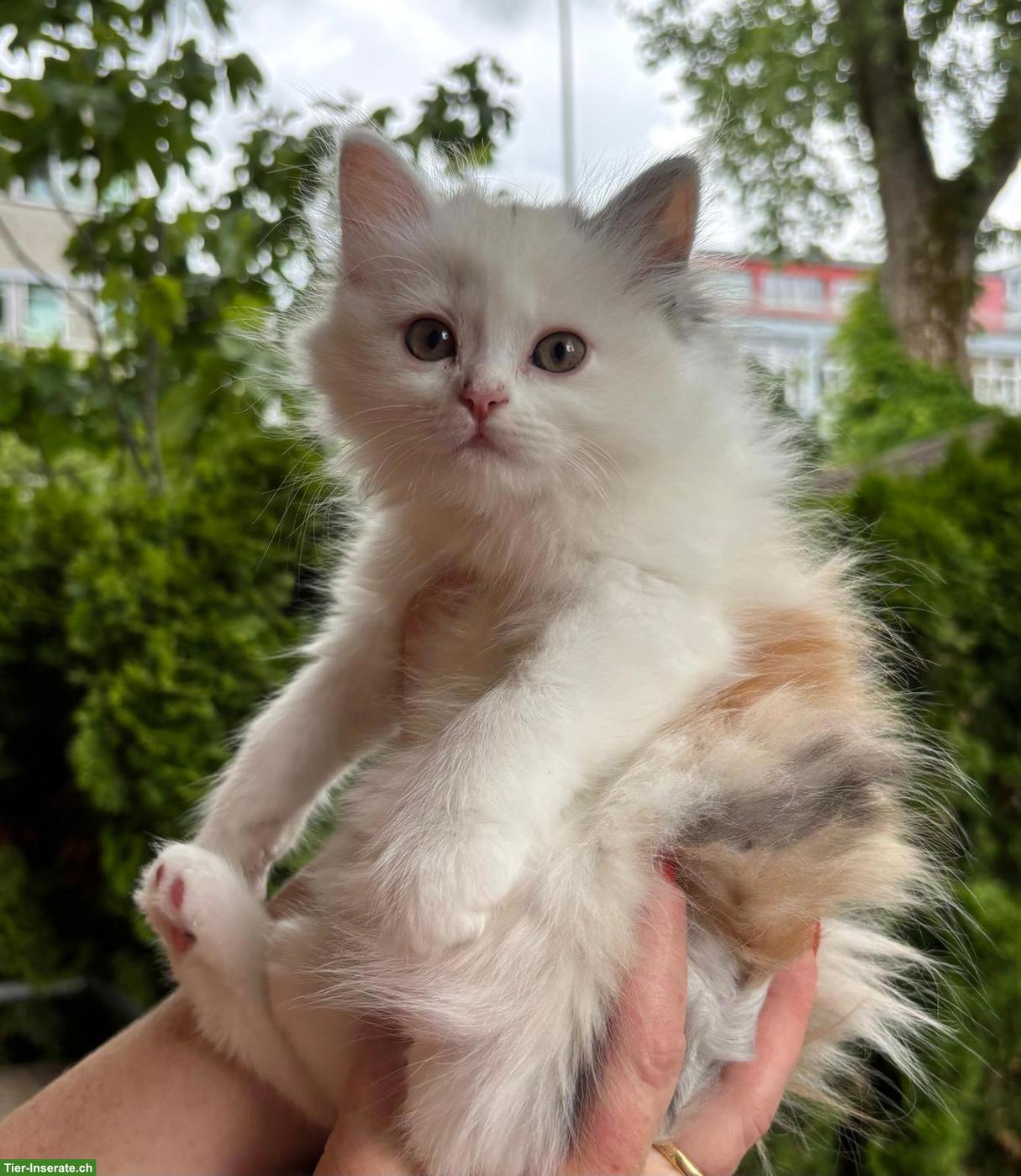 Perser x Heilige Birma Kitten, Weibchen