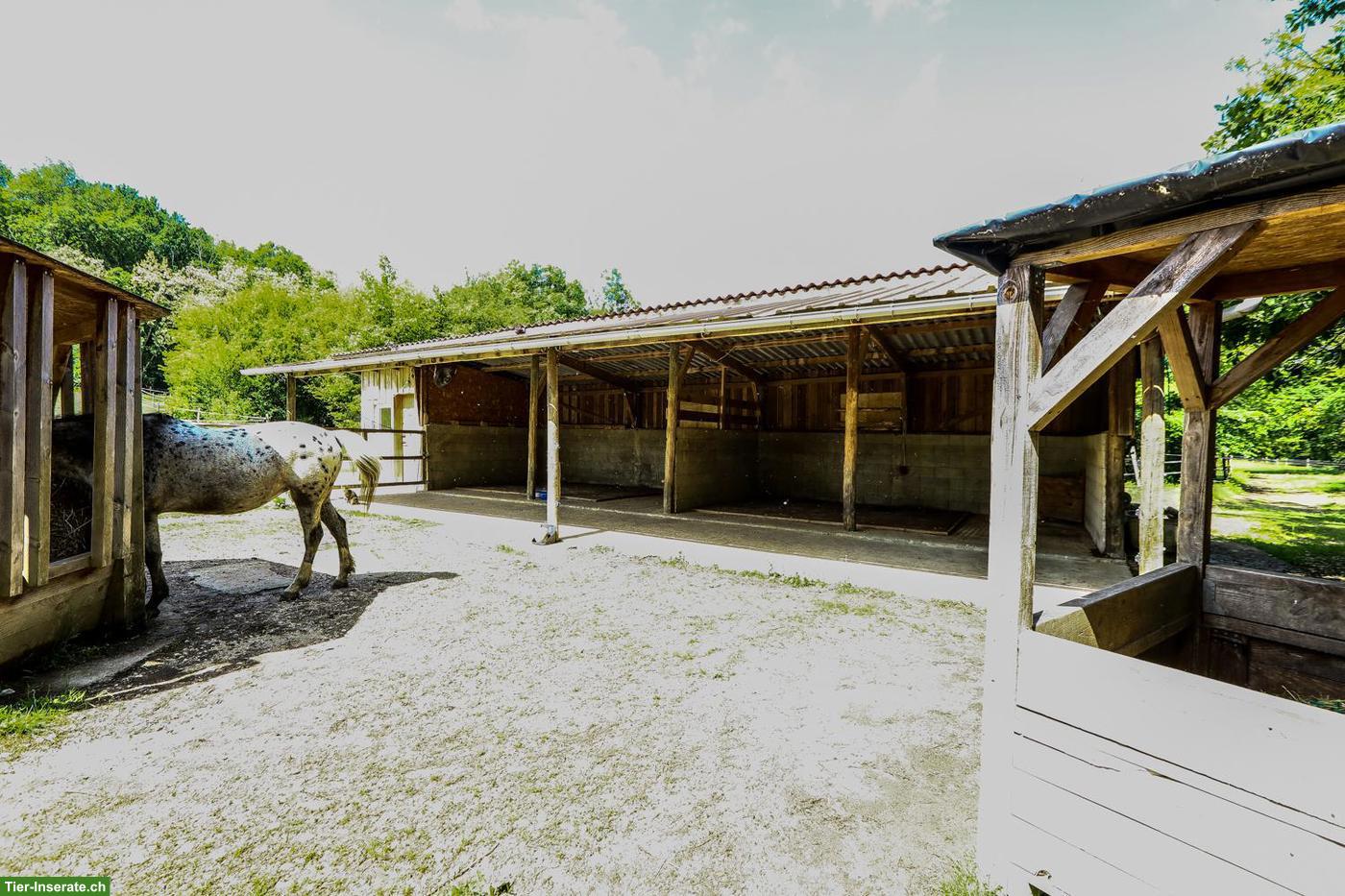 Bild 10: Pferdeparadies mit Haus, Gästehaus & 7.5 ha Land in Südwestfrankreich