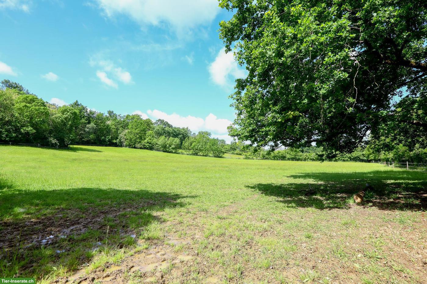 Bild 5: Pferdeparadies mit Haus, Gästehaus & 7.5 ha Land in Südwestfrankreich