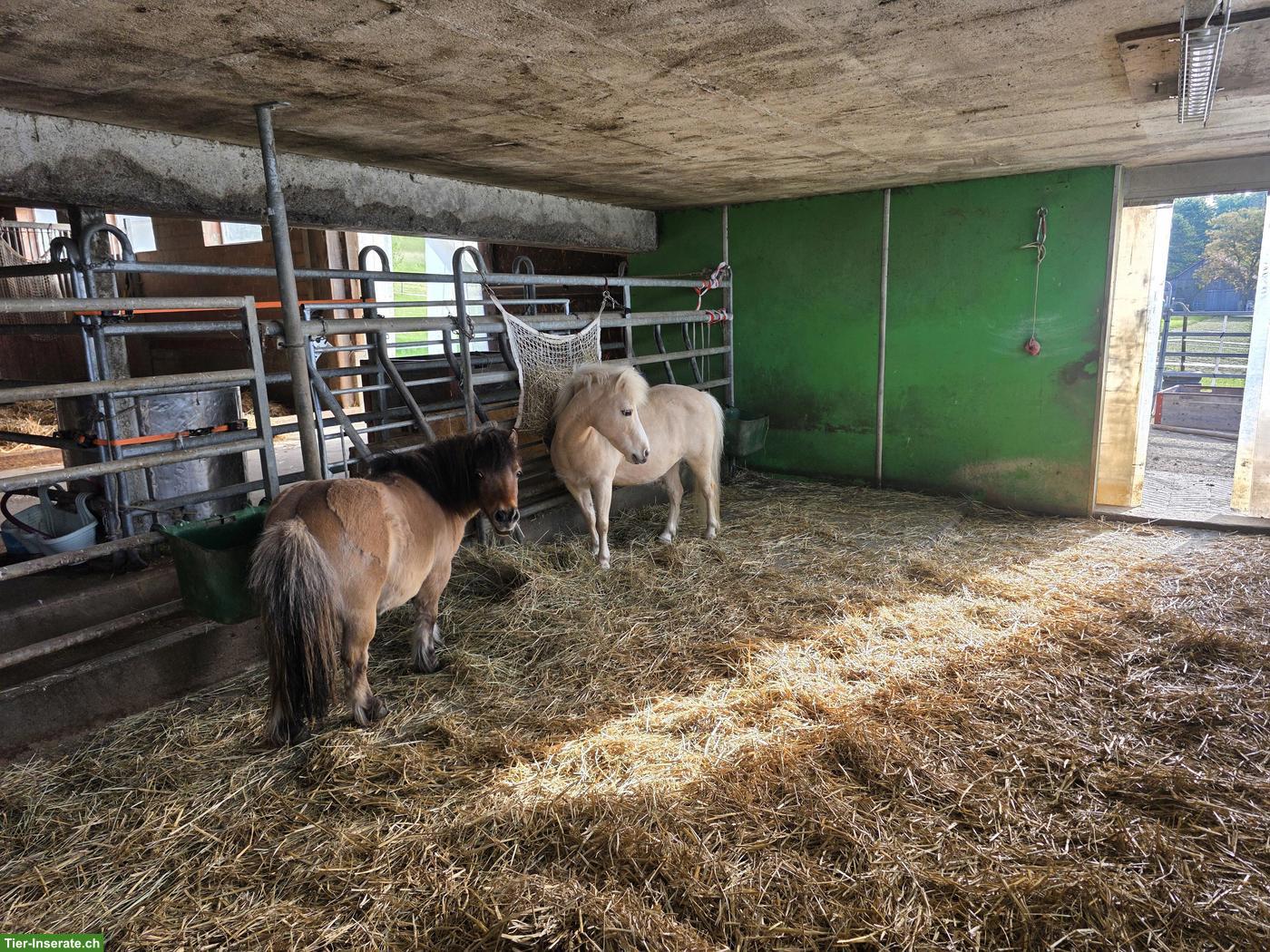 Pflegebeteiligung für Mini-Ponys in Baden AG