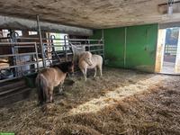 Pflegebeteiligung für Mini-Ponys in Baden AG