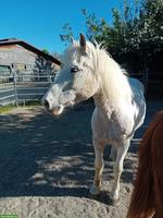 Appaloosa Ponystute, zuverlässiges Familienpferd