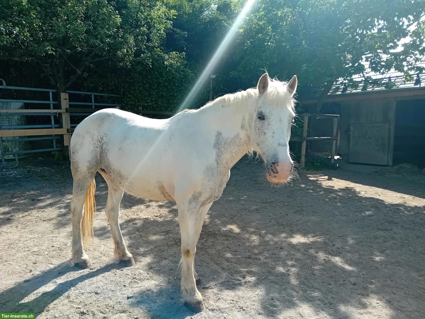Bild 2: Appaloosa Ponystute, zuverlässiges Familienpferd