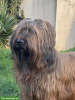 Fauve Briard Welpen | Wurfankündigung