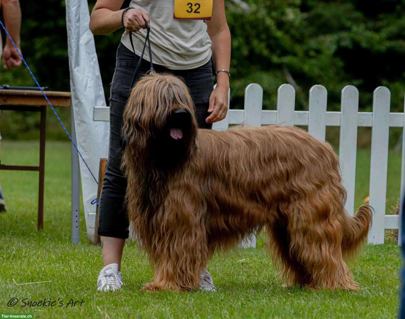 Bild 2: Fauve Briard Welpen | Wurfankündigung