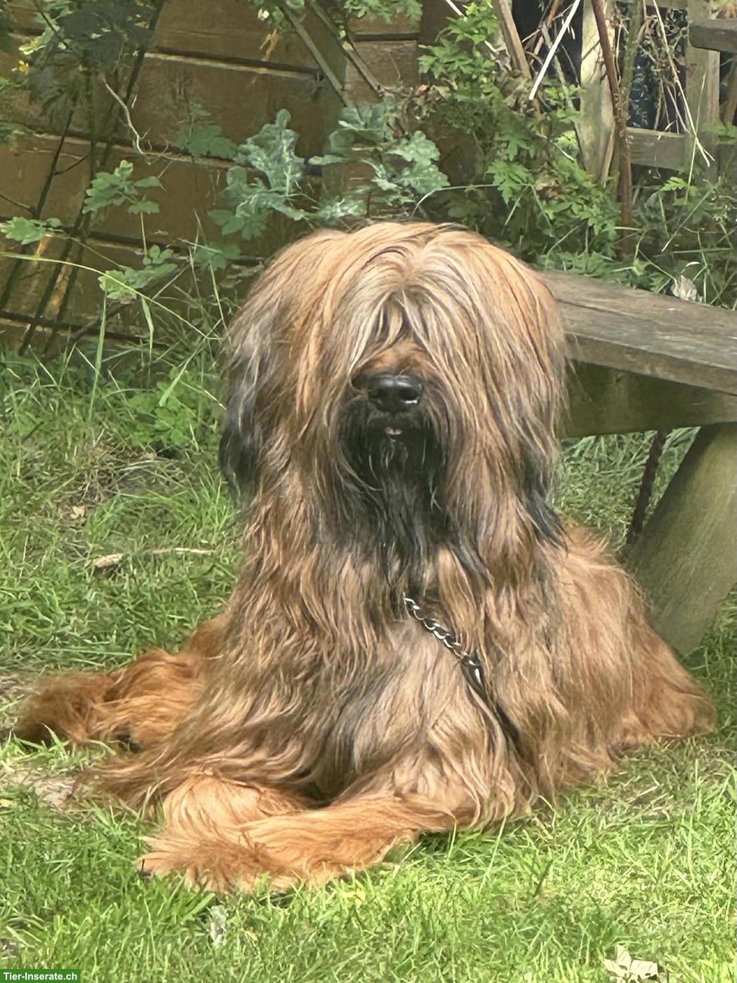Bild 3: Fauve Briard Welpen | Wurfankündigung